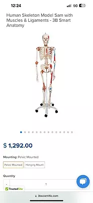 3B Scientific Sam Skeleton With Muscles And Ligaments On Pelvic Stand • $800