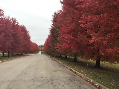 Autumn Blaze Maple Tree Seeds 20+ • $5.99