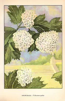 1926 Vintage GARDEN FLOWER  SNOWBALL  GORGEOUS COLOR Art Print Lithograph • $10