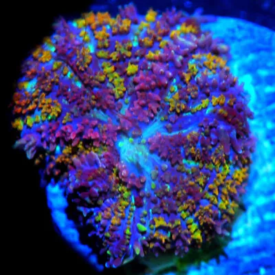 COE      Live Coral Frag ~ Mad Max Mushroom Coral ~ LPS ~ SPS • $54.99