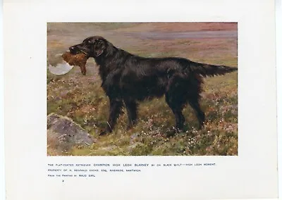 FLAT COATED RETRIEVER ANTIQUE 1907 DOG ART PRINT By The Famous Artist MAUD EARL • $19.90