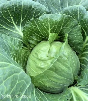 30x Cabbage Kilazol F1 Club Root Resistant Seeds - Vegetable • £2.19