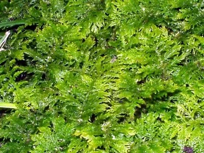 Fresh Fern Moss Perfect For Terrariums And Bonsai - Two 9x12 Inch Sheets • $32