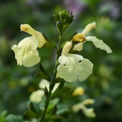 3x Salvia Sunshine Dream Yellow Flowering Plug Plants Ornamental Sage Perennial • £9.95