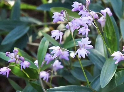 Dendrobium Kingianum Purple Rock Orchid- Single Stem Small In Size Approx 5-10cm • $9.95