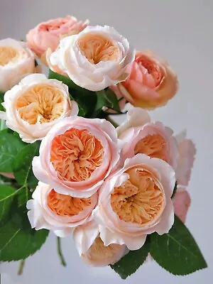 English Wedding Rose “Apricot Whisper” Rose For Cutting Live Plant 3-5  Pot • $59