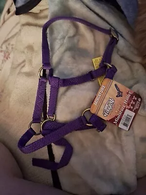 New! Miniature Mini Horse NYLON HALTER W/ Nickel Hardware Purple • $8.99