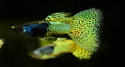 3 Pair Green Lace Metal Head Guppies Guppy Live Freshwater Aquarium Fish • $39.99