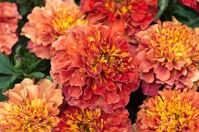 Flower - French Marigold - Strawberry Blonde - 20 Seeds • £2.65