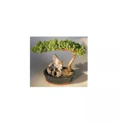 Juniper Bonsai Tree Procumbens Nana Large Stone Landscape Scene 10 Yo 10  Tall • $145.95