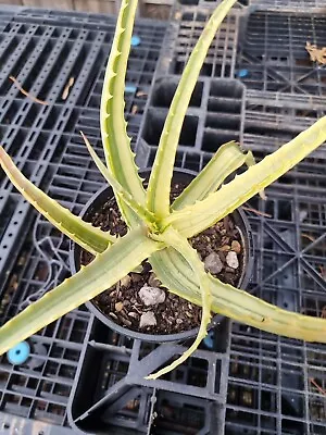 Medium Sized Aloe Arborescens Variegated Rare Succulent Plant  • $34.99