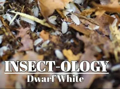 Live Dwarf White Isopods - Vivarium Cleaner Counts Of 15 25 50 100 400 • $9.99