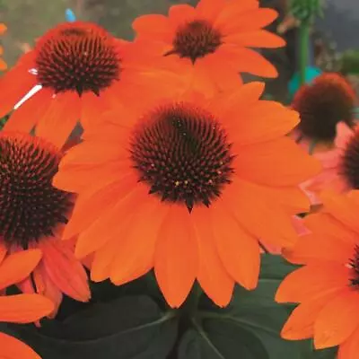 Echinacea (Coneflower) Papallo® Classic Orange 90mm Large Pot Plants Pack X3 • £14.99