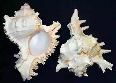 Murex Ramosus~Chicoreus Ramosa Seashell 5 -6  ~ (1 Shell) • $9.87