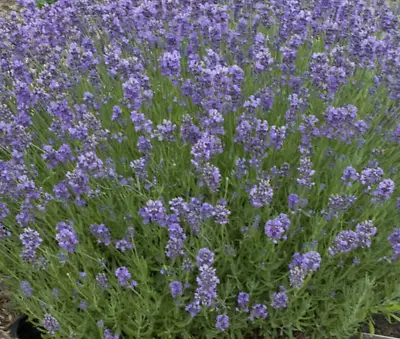 Lavender Munstead Perennial Herb 25 Seed • $2.25