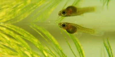 $29.98 • Buy 13+2 Baby Fry Red Tail Platinum Big/Dumbo Ear Live Guppy Guppies” 2.5 Weeks Old