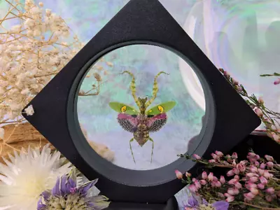 G79g Jewel Mantis Framed Display Taxidermy Entomology Collectible Specimen Dsply • $32.39