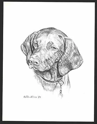 #338 VIZSLA Portrait  Dog Art Print * Pen And Ink Drawing * Jan Jellins • $11.95
