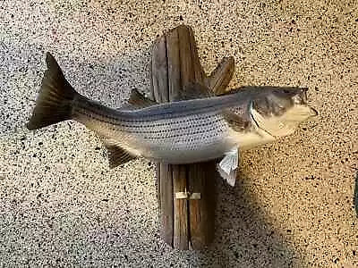 Small Striped Bass Taxidermy Mount • $125