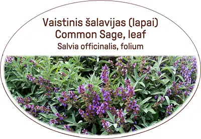 Common Sage Leaf Healthy Tea (lot. Salvia Officinalis) Herbal For Men And Women • £14