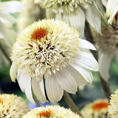 Echinacea Purpurea 'Milkshake' Coneflower Hardy Perennial XXL Jumbo Plug Plants • £9.75