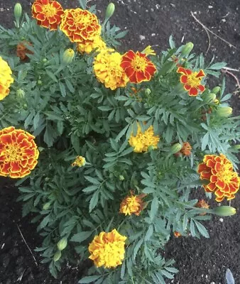 Marigold Seeds Sparky Mixture ~ Fresh Farm Garden Seeds For 2024 Year! • $4.66