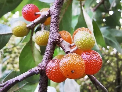 ELAEAGNUS UMBELLATA ( Orange Fruited ) - Orange Autumn Olive Edible 20cm+ • £9.90