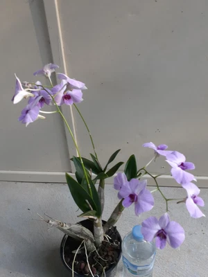 $45 • Buy Dendrobium Bigibbum 'Pale Face' Plant Three