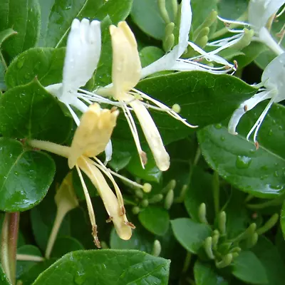 £12.99 • Buy Lonicera Japonica 'Halliana' Japanese Honeysuckle Hardy Shrub Climber | 9cm Pot