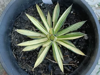 Agave Schidigera 'white Stripe' Variegated  Large Display In 20cm Pot • $150