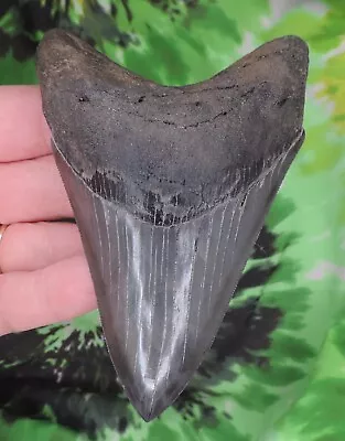 Megalodon Sharks Tooth 4 7/16  Inch Fossil Sharks Teeth Tooth • $19.50