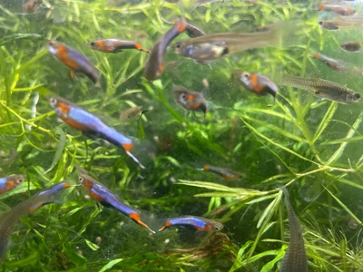 $20 • Buy 1 Trio Blue Star Endlers Livebearer Guppy Easy Aquarium Fish