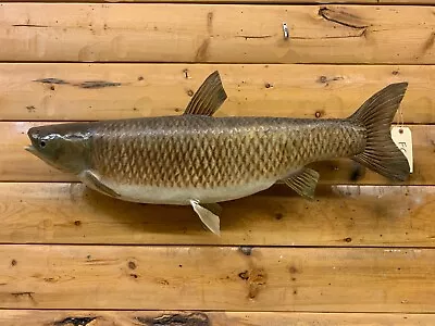 Huge Real Skin Mount Grass Carp Rough Fish Sucker Buffalo Taxidermy FC15 • $399