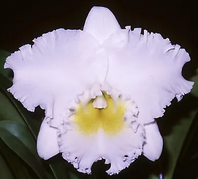 FPOrchids Cattleya Rlc. Burdekin Dream 'DJ' Mc • $35