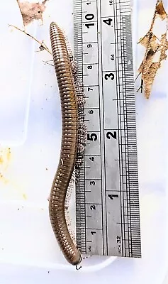 Giant Striped Leg Millipede Telodeinopus Aoutii X 5 Large Juveniles Live Food  • £16