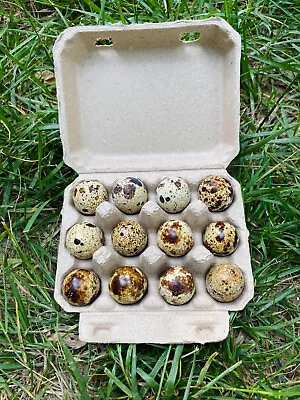 10PC Paper Pulp Quail Egg Cartons 12 Eggs Free Shipping Recycled SEEquailshop • $10.99