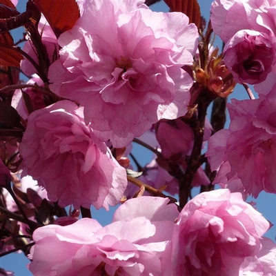 £29.99 • Buy Royal Burgundy Flowering Japanese Cherry Tree 3-4ft 3 Litre Pot, Ideal For Patio