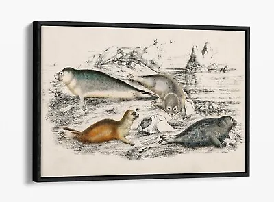 £49.99 • Buy Oliver Goldsmith, Collection Of Seals -float Effect Canvas Wall Art Print
