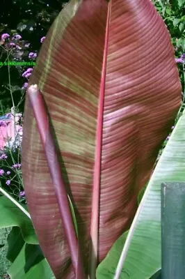 Musa Sikkimensis 'Bengal Tiger' Banana Plug Plant - Gets Stunning Striped Leaves • £8.99