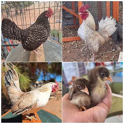 6 Kikiriki Hatching Eggs - Micro Bantam Fertile Eggs - Naked Neck Possible • $70