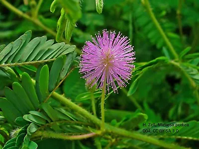 Mimosa Pudica Seeds 100 - 200 Sensitive Plant Bonsai Touch Me Not Perennial • £2.95
