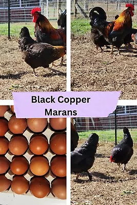 10+2 Beautiful Black Copper Maran Hatching Eggs • $22