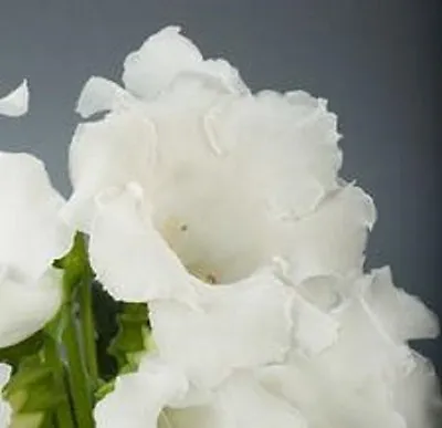 £4.04 • Buy 25+ Gloxinia  Pure White  Empress  Flower Seeds