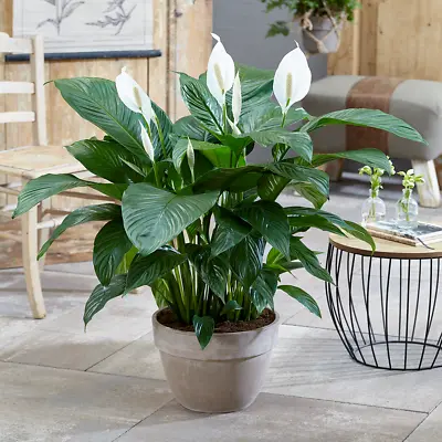 Spathiphyllum 'Peace Lily' House Plant - Live Indoor House Potted Tree In 9cm • £8.99