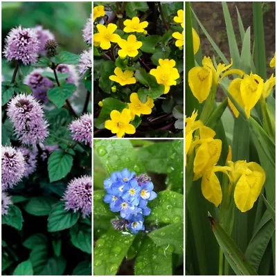 Various NATIVE BRITISH POND MARGINAL PLANTS Bog Wildlife 99.9% + FB FREE POSTAGE • £6.95