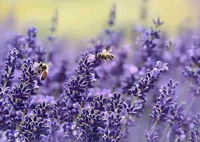 Lavender Seeds Vera English NON-GMO Variety Sizes FREE SHIPPING • $1.69