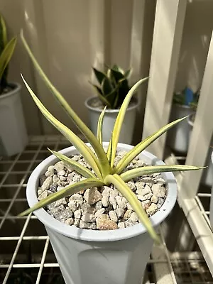 Sansevieria GRACILLIMA Variegated In A 16cm Pot Large Plant • $60