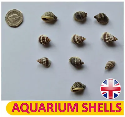 10 X AQUARIUM SNAIL SHELLS DECORATION CRAFTS HERMIT CRAB MARINE FISH TANK (V08) • £3.49