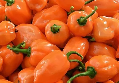 Orange Habanero Pepper Seeds Organic Hot Pepper Seed NON GMO Heirloom For 2024 • $0.99