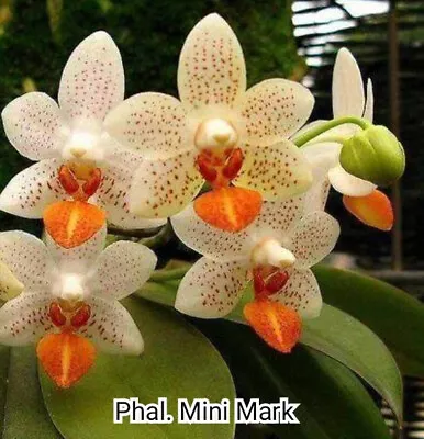 $35 • Buy FPOrchids Phal. Mini Mark